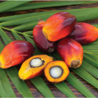 Palm Oil