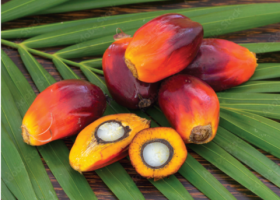 Palm Oil