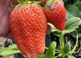 Strawberry