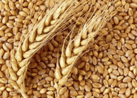 Wheat