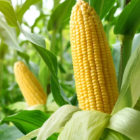 Corn
