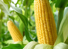 Corn