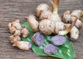 kaempferia-parviflora-1